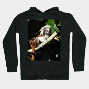 Cotton-top Tamarin Hoodie